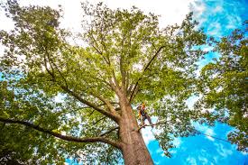 Best Emergency Tree Removal  in , CT