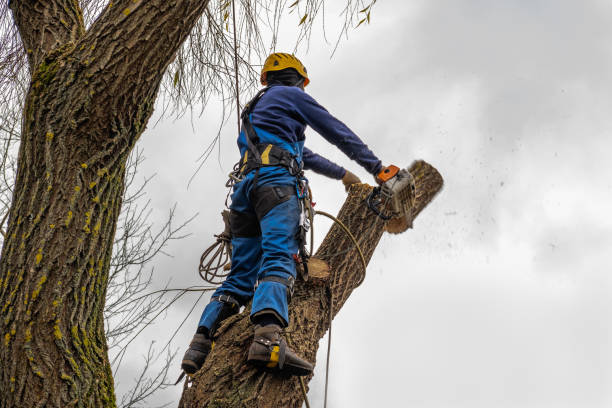  , CT Tree Services Pros