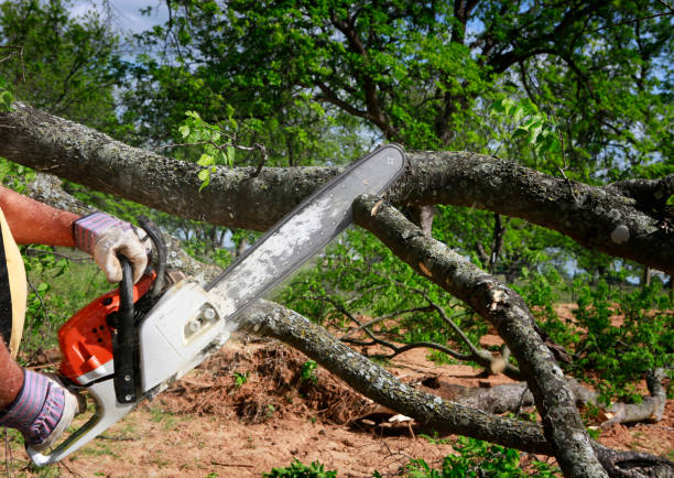 Best Tree Removal Service  in , CT