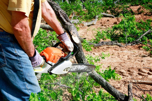 Best Arborist Consultation Services  in , CT